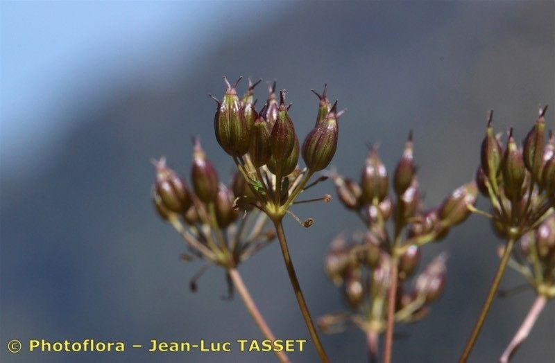 Taken Aug 15, 2019 by Photoflora - Jean-Luc TASSET (©)