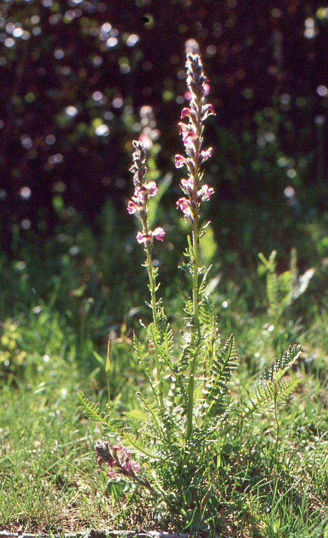 Taken Jul 2, 2004 by Tela Botanica − Liliane ROUBAUDI (cc-by-sa)