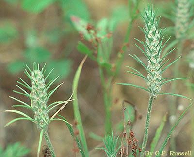 Taken Jan 1, 1900 by EOL − Smithsonian Institution, National Museum of Natural History, Department of Botany (cc-by-nc-sa)