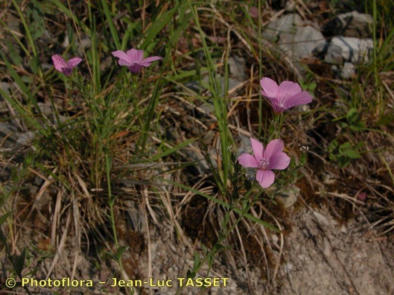 Taken Jul 15, 2003 by Photoflora - Jean-Luc TASSET (©)