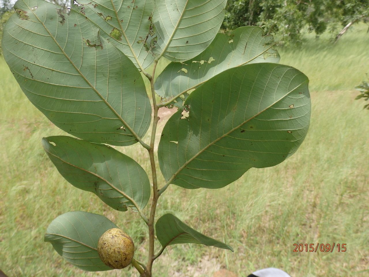 Taken Sep 15, 2015 by Tela Botanica − Abdoul Karim OUÉDRAOGO (cc-by-sa)