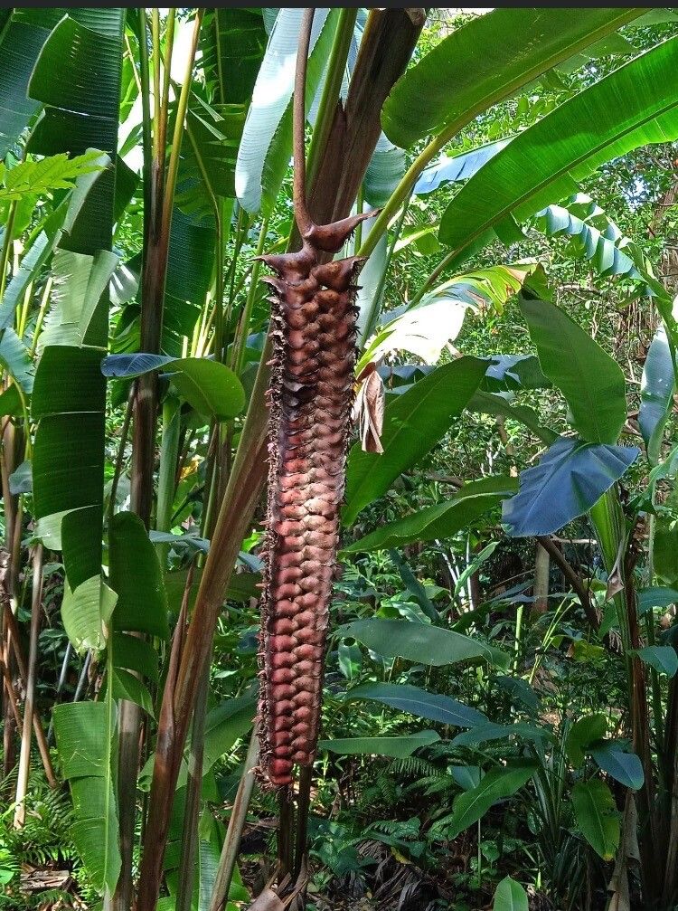 Heliconia mariae Hook.f. (Dunia) - Pl@ntNet identify