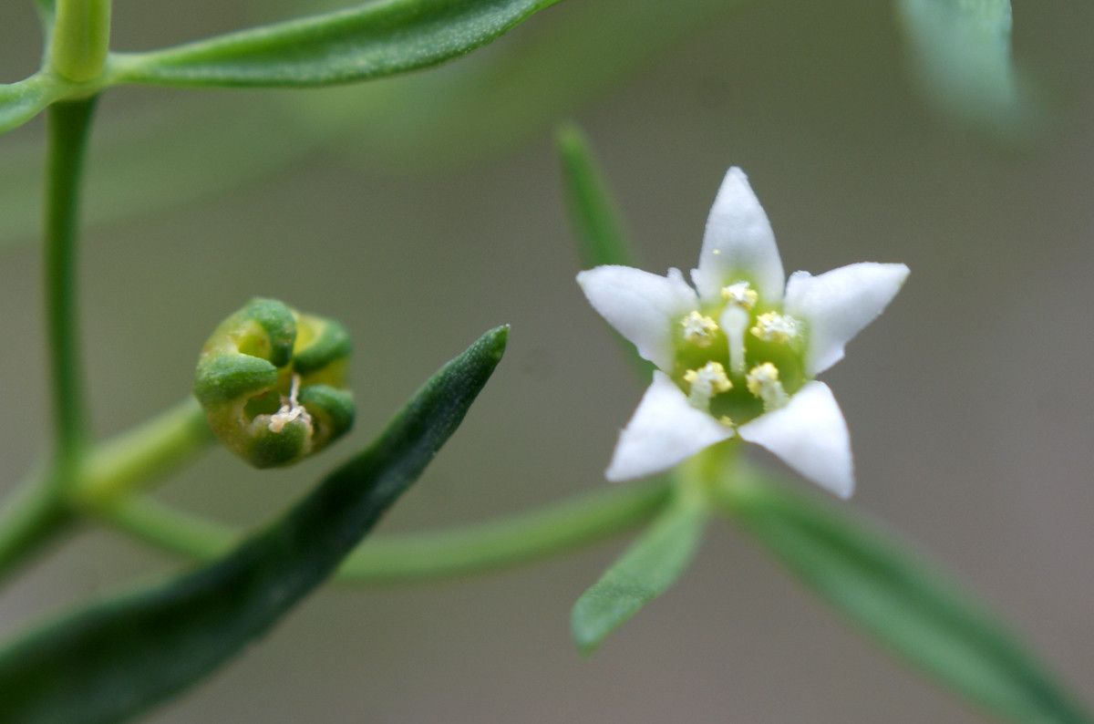 Taken Jul 10, 2014 by Tela Botanica − Liliane Roubaudi (cc-by-sa)