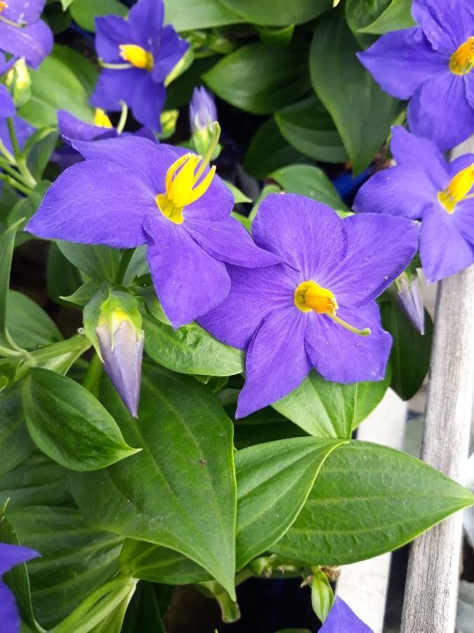 Exacum trinervium (L.) Druce, Violeta-persa (Flora mundial) - Pl@ntNet  identify