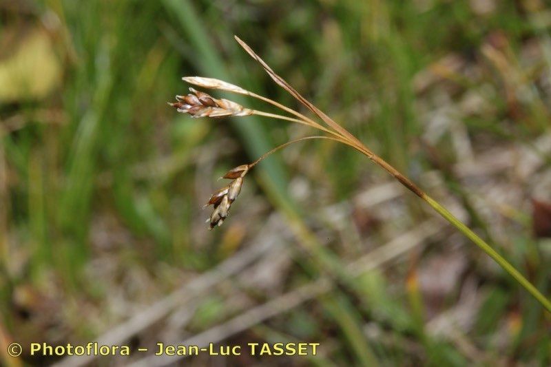 Taken Aug 15, 2012 by Photoflora - Jean-Luc TASSET (©)