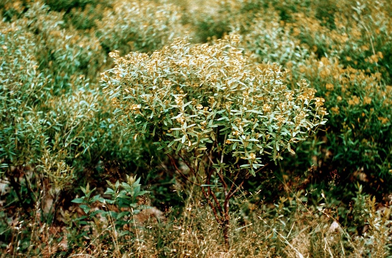 Taken Jan 1, 1900 by EOL − WVU Herbarium (cc-by-nc-sa)