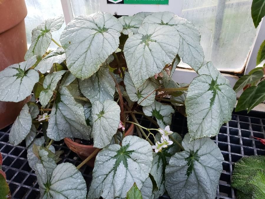 Begonia hirtella Link, Begonia peludinha (Flora mundial) - Pl@ntNet identify