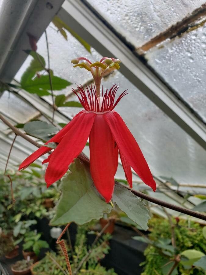 Passiflore à feuille de vigne – Passiflora vitifolia