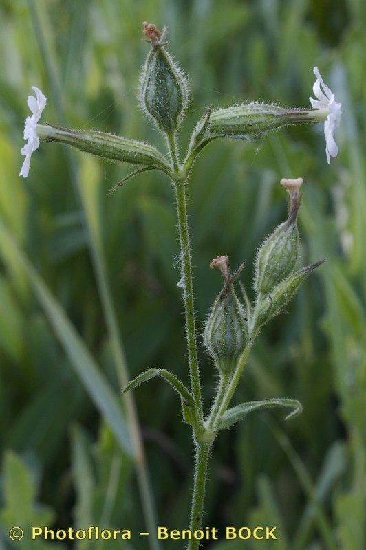 Taken Jul 15, 2012 by Photoflora - Benoit BOCK (©)