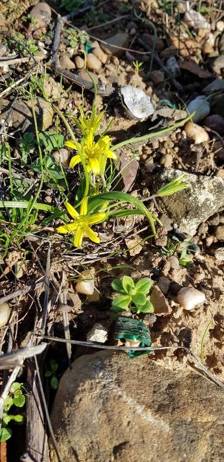 Yellow star-of-bethlehem