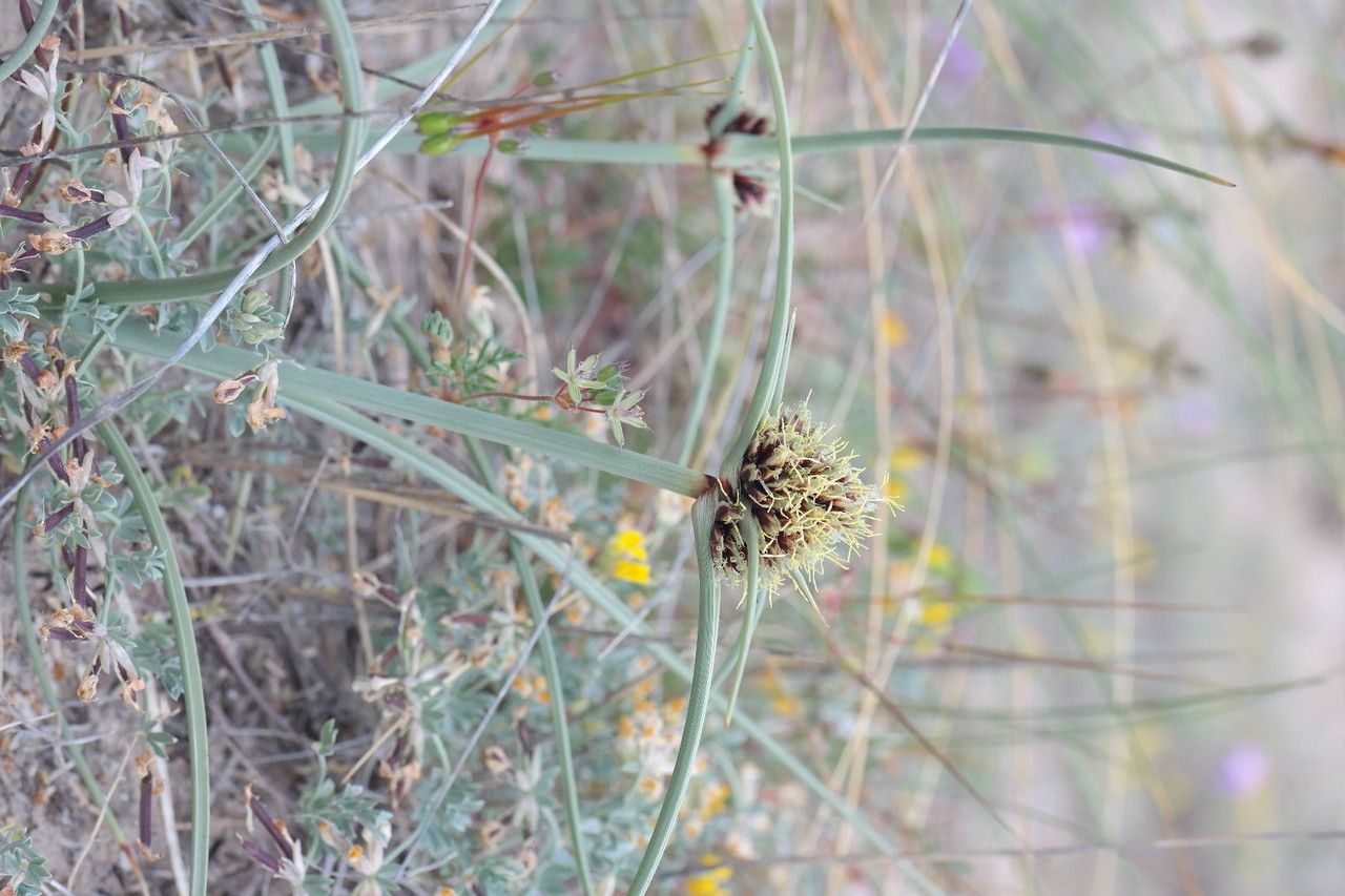 Taken Apr 21, 2015 by Tela Botanica − Hervé Goëau (cc-by-sa)