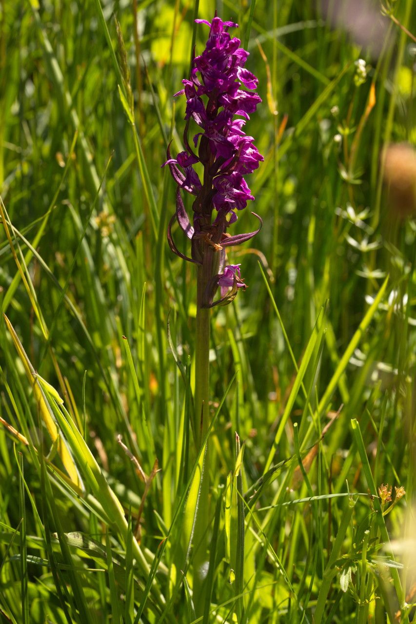 Early marsh orchid