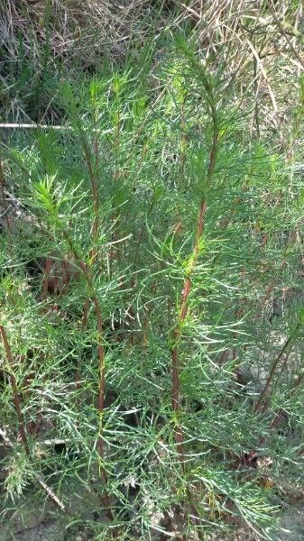 Field sagewort