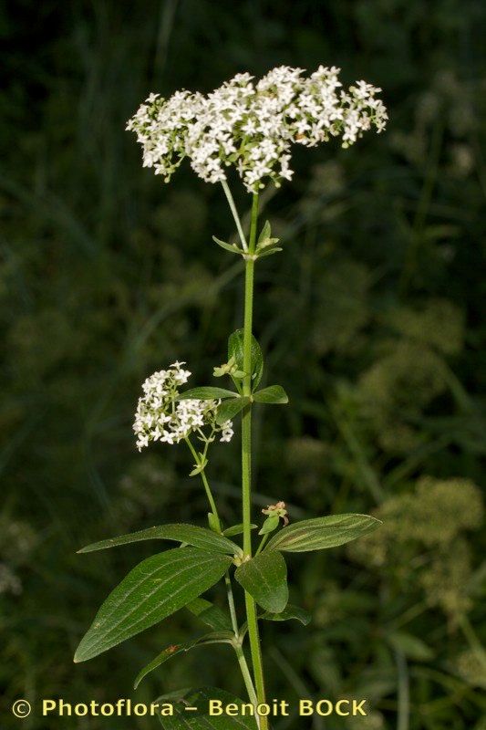 Taken Jul 15, 2008 by Photoflora - Benoit BOCK (©)