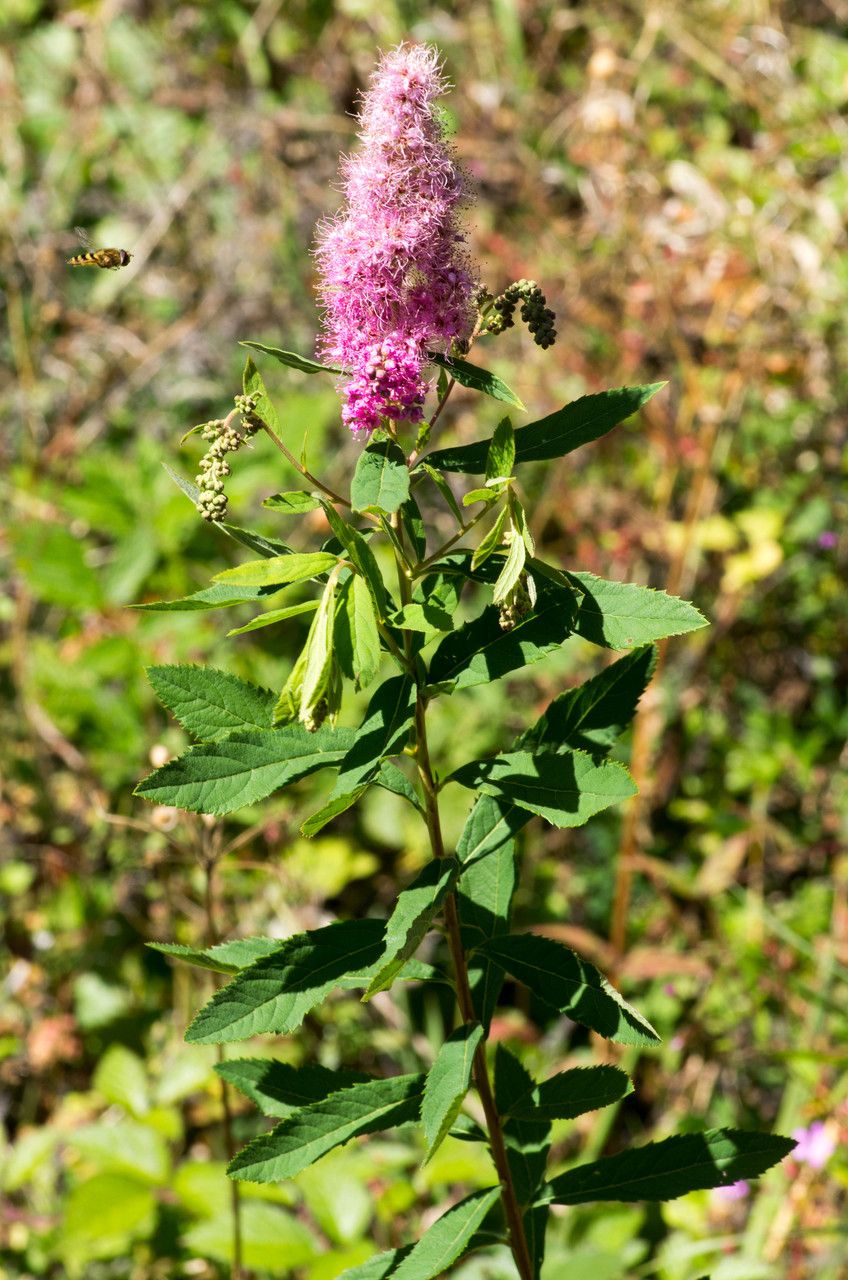 Taken Sep 2, 2013 by Tela Botanica − Jean-Jacques HOUDRÉ (cc-by-sa)