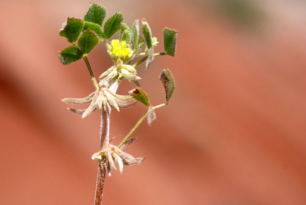 Taken May 11, 2010 by Tela Botanica − Liliane Roubaudi (cc-by-sa)