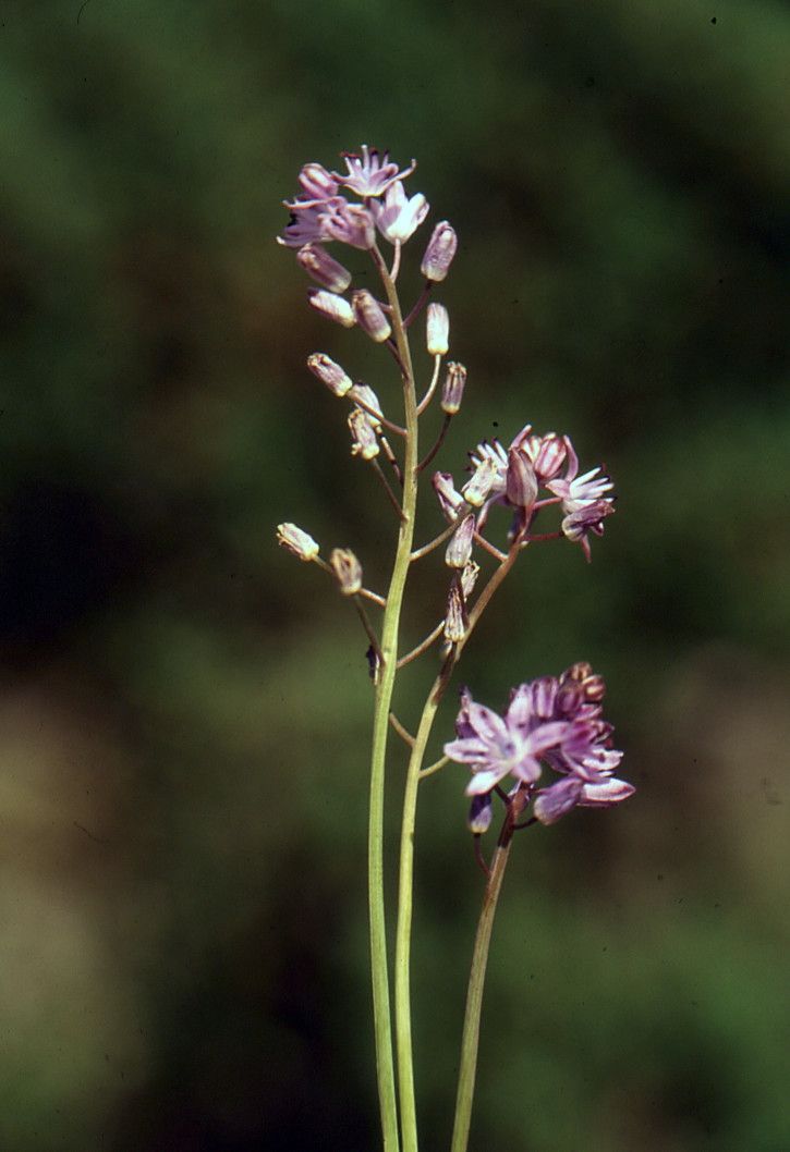 Taken Oct 8, 2002 by Tela Botanica − Liliane Roubaudi (cc-by-sa)