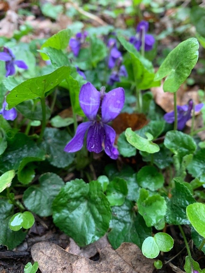 Observation: Viola odorata L. (Hernandez Naturesilience Apr 9, 2021) World  flora - Pl@ntNet identify