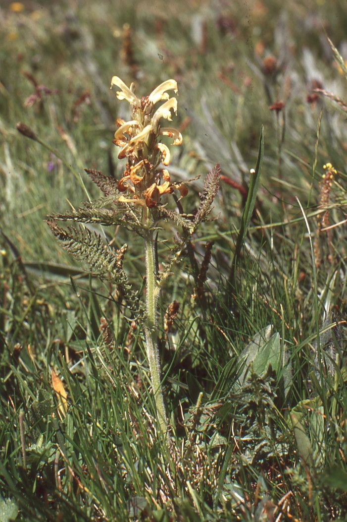 Taken Jul 3, 1994 by Tela Botanica − Liliane ROUBAUDI (cc-by-sa)