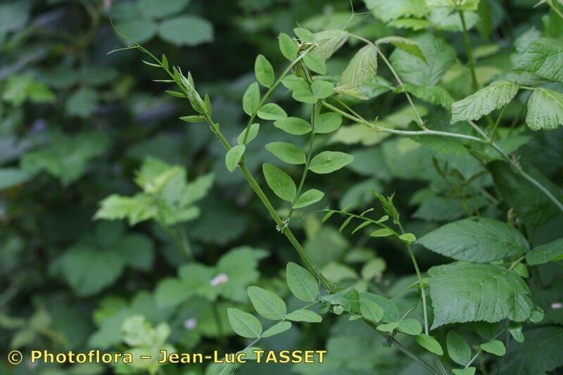 Taken Aug 15, 2006 by Photoflora - Jean-Luc TASSET (©)