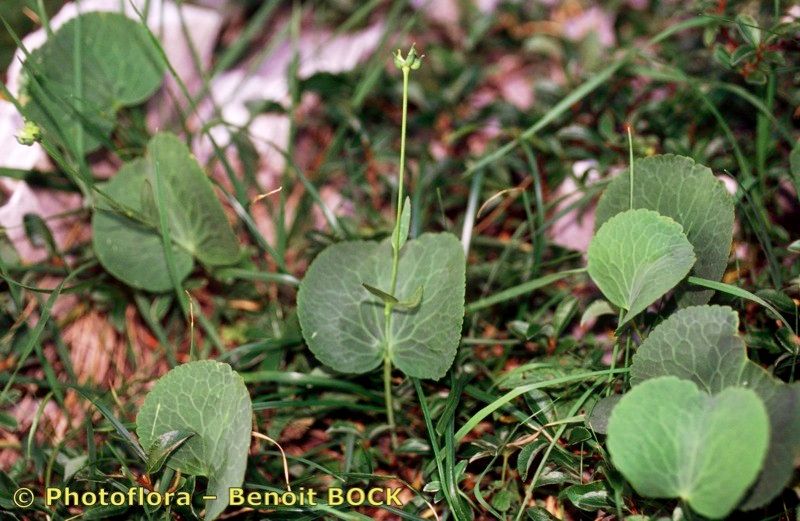 Taken Aug 15, 1996 by Photoflora - Benoit BOCK (©)