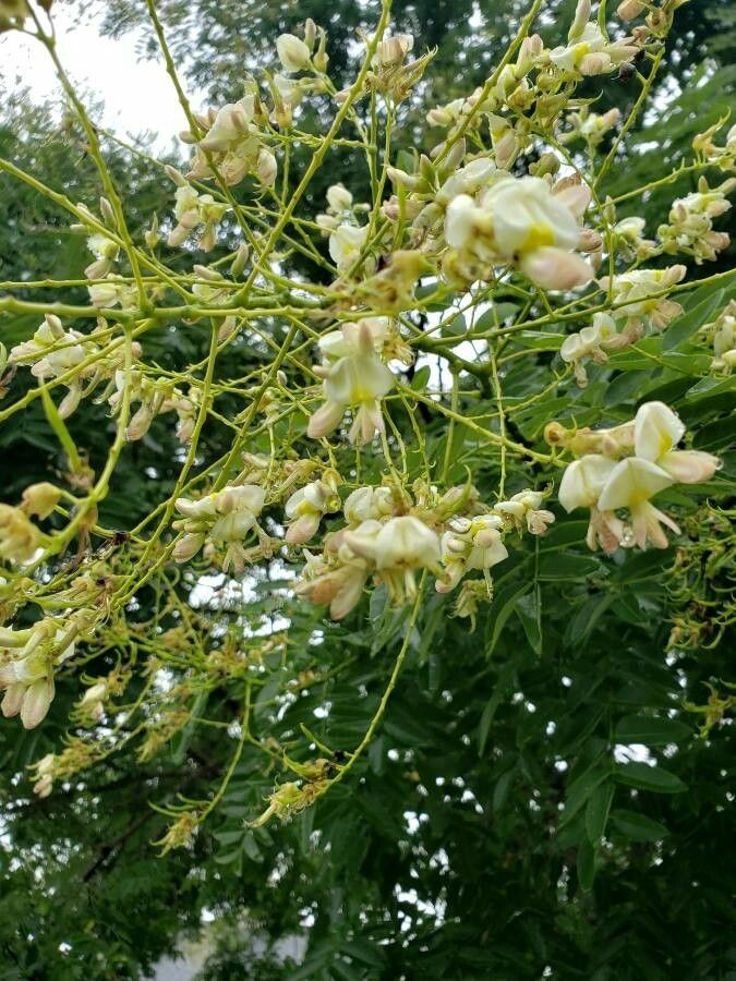 sophora japonica