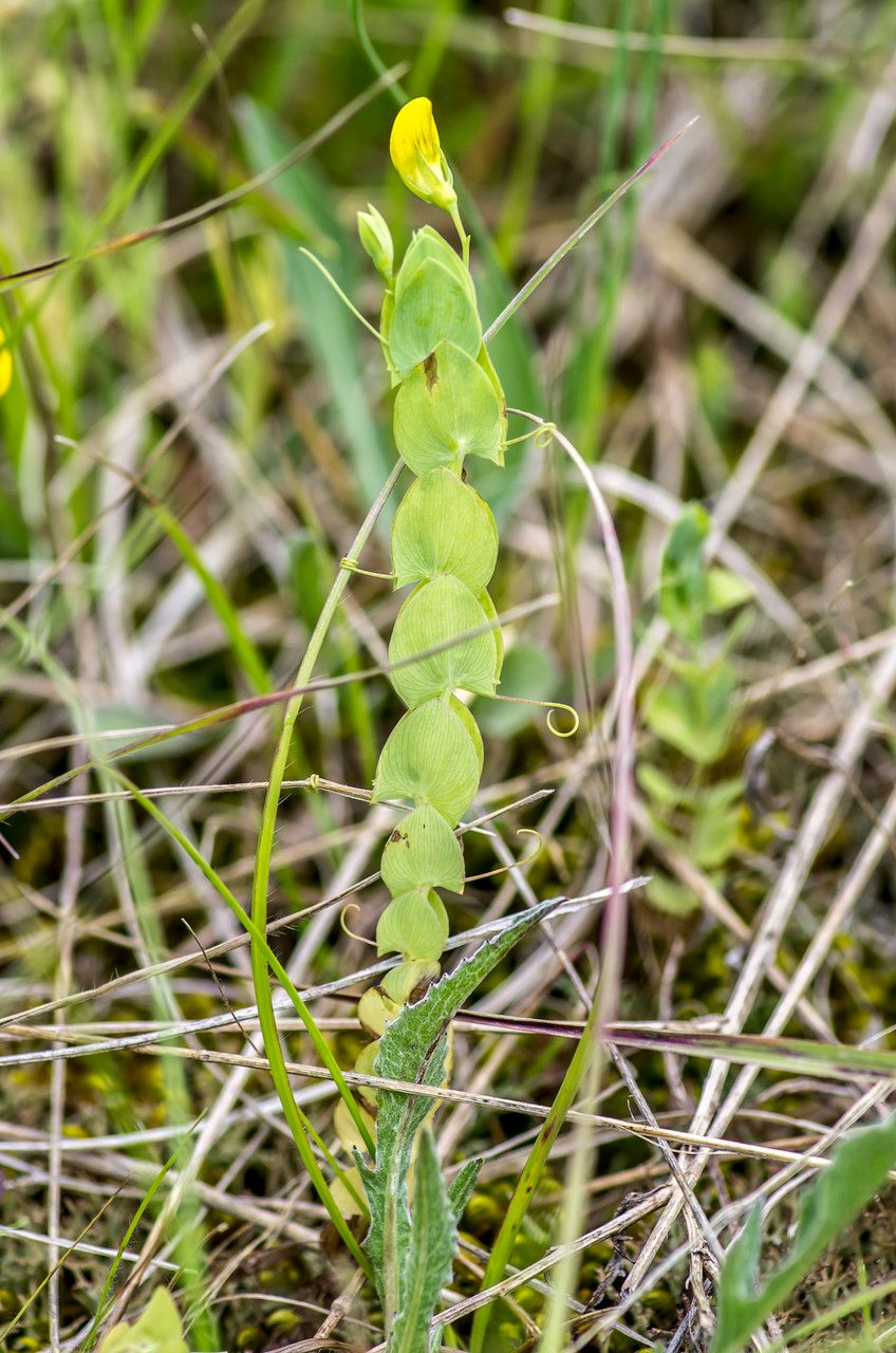 Taken May 27, 2014 by Tela Botanica − Jean-Jacques HOUDRÉ (cc-by-sa)