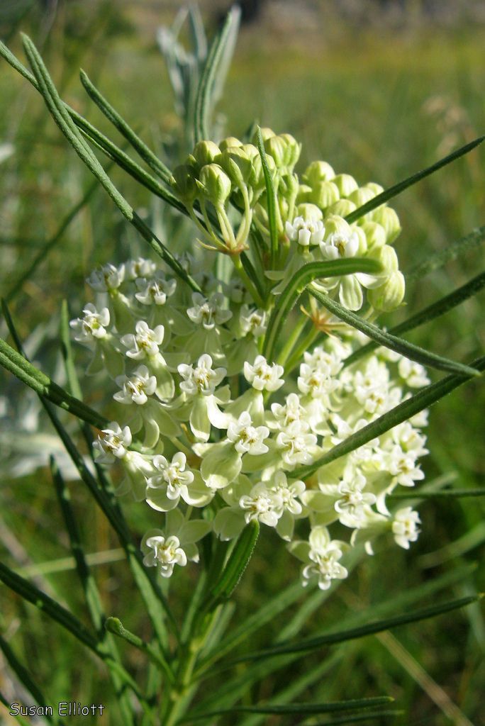 Observation: Asclepias Verticillata L. (EOL − Susan Elliott Jan 20 ...