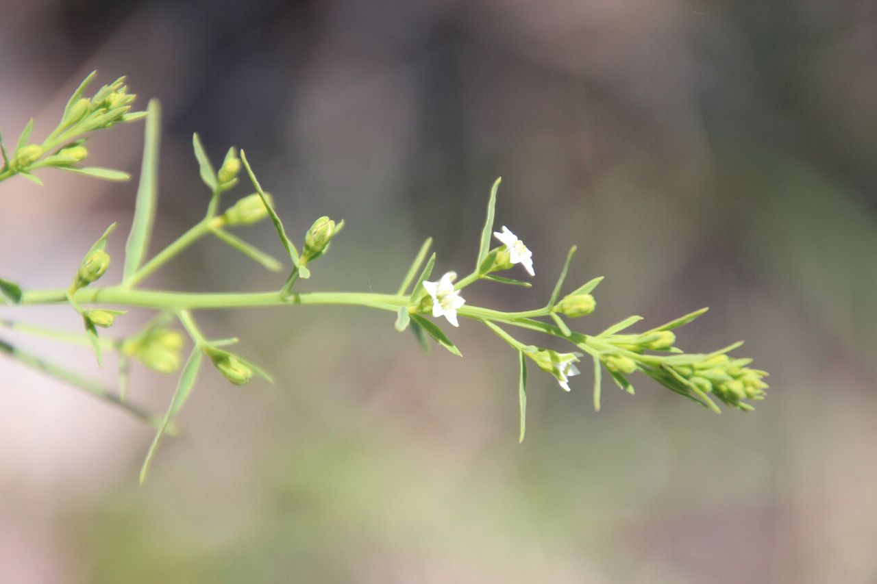 Taken Jun 7, 2019 by Tela Botanica − daniel SALOMON (cc-by-sa)