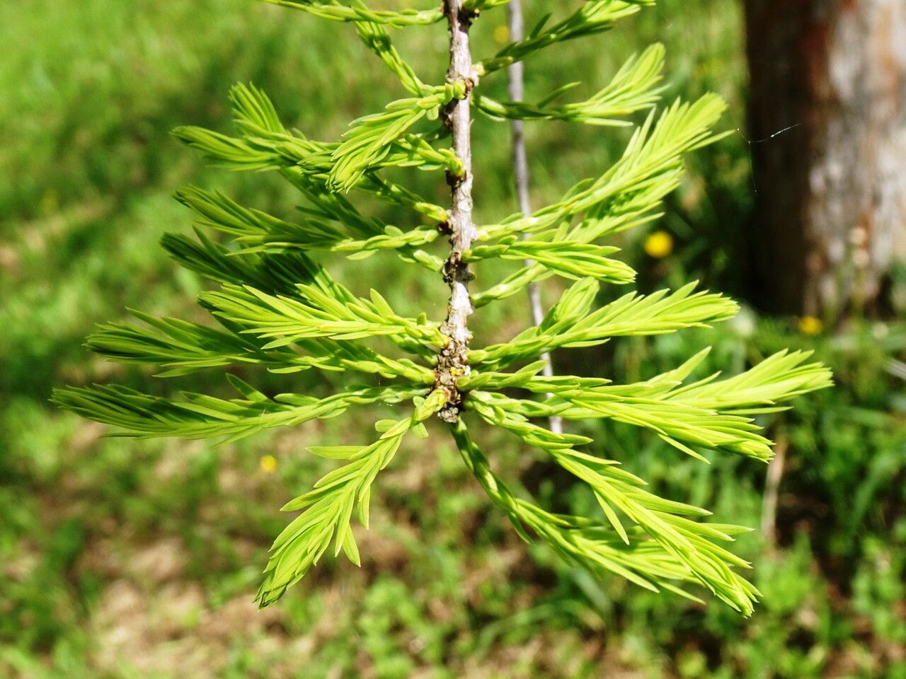 Echte Sumpfzypresse Taxodium distichum Pflanze 5-10cm Sumpfeibe Zyresse 