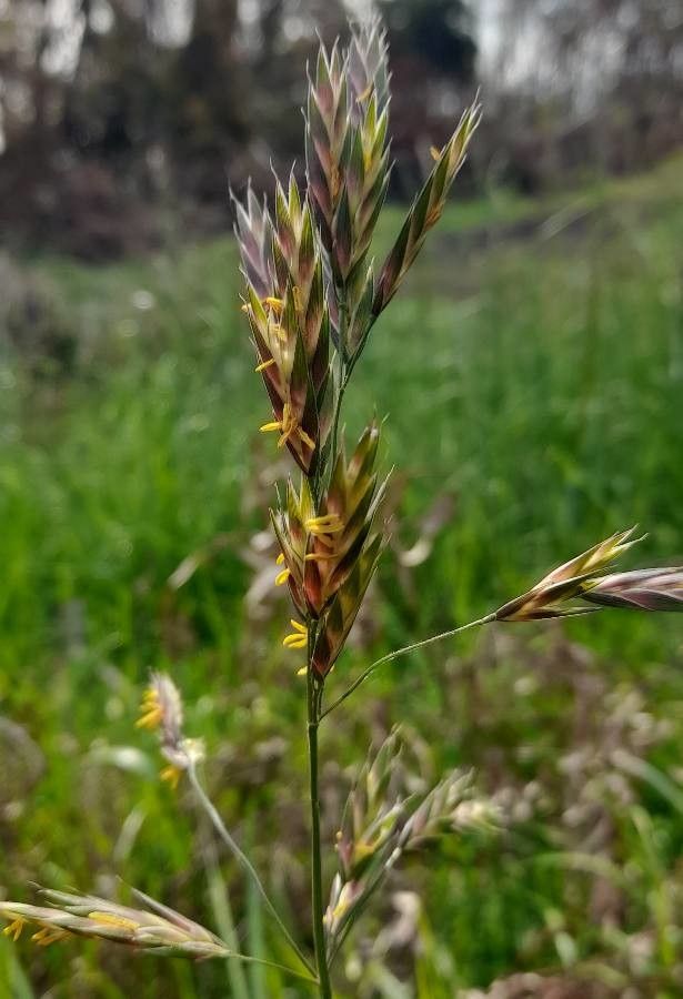 Brome cathartique