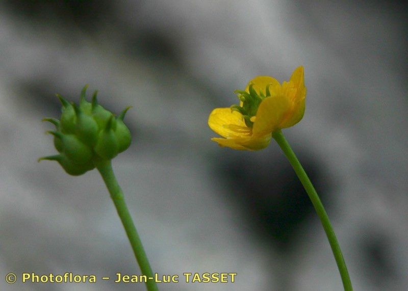 Taken Jul 15, 2004 by Photoflora - Jean-Luc TASSET (©)