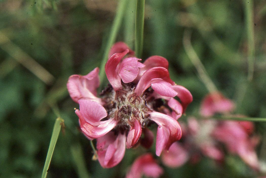 Taken Jul 20, 1987 by Tela Botanica − Liliane ROUBAUDI (cc-by-sa)