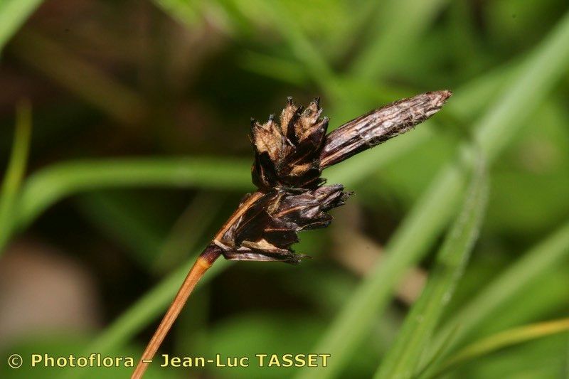 Taken Aug 15, 2006 by Photoflora - Jean-Luc TASSET (©)