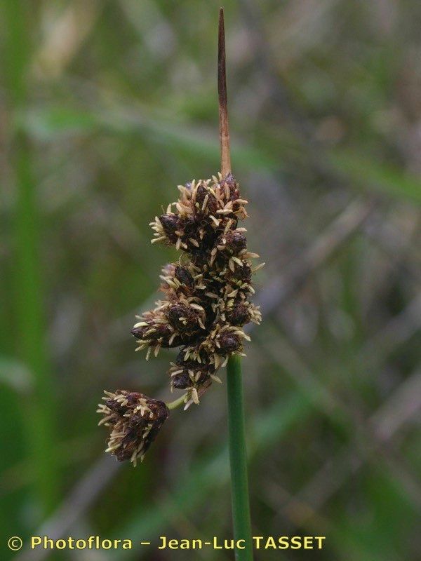 Plant Image 1