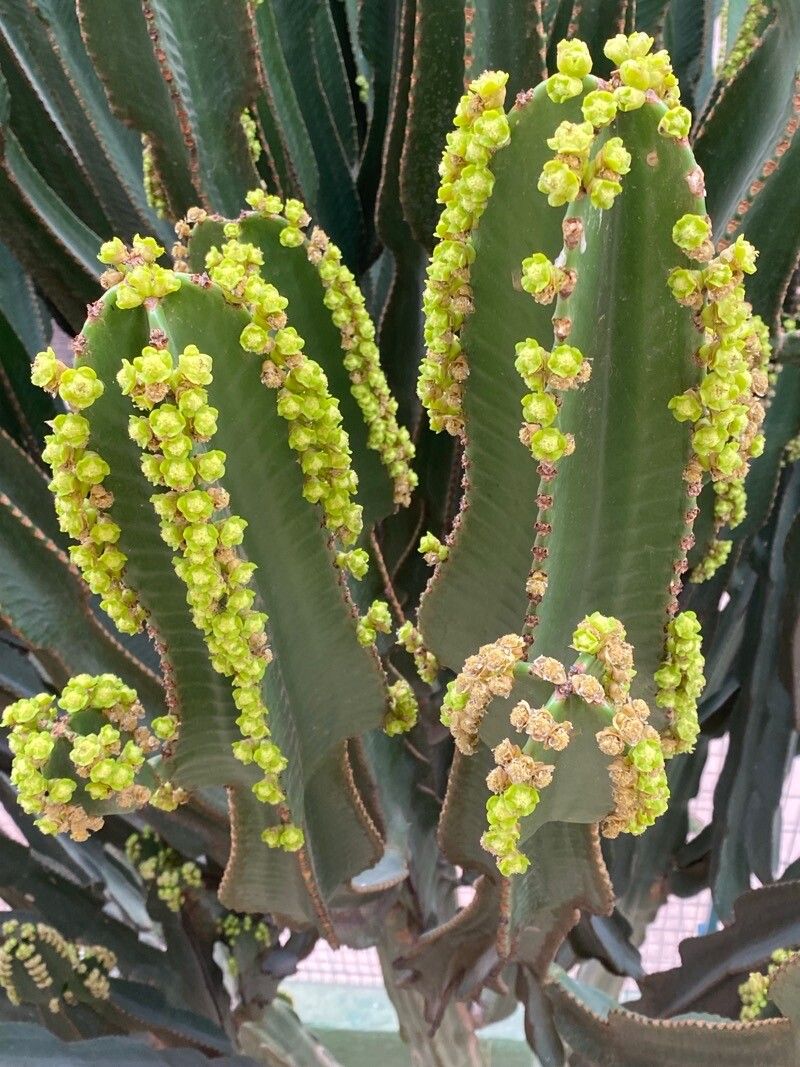 Euphorbia candelabrum Trémaux ex Kotschy, Cacto-candelabro (Flora mundial)  - Pl@ntNet identify