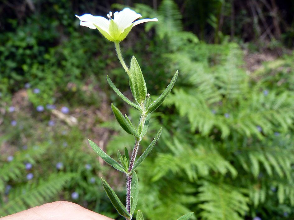 Taken Jun 20, 2012 by Tela Botanica − Emmanuel STRATMAINS (cc-by-sa)