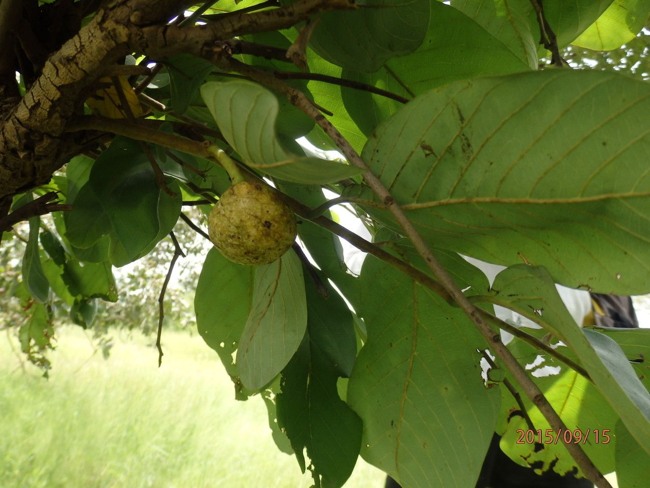 Taken Sep 15, 2015 by Tela Botanica − Abdoul Karim OUÉDRAOGO (cc-by-sa)