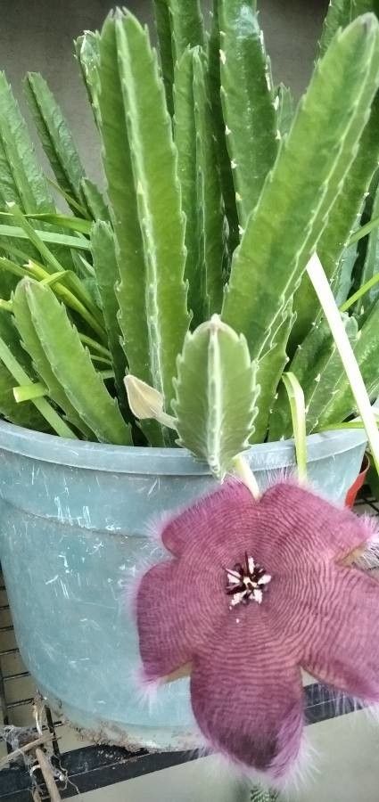 Stapelia grandiflora Masson, Starfish cactus (World flora) - Pl@ntNet  identify