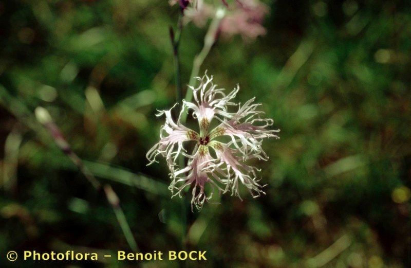 Taken Jul 15, 1997 by Photoflora - Benoit BOCK (©)