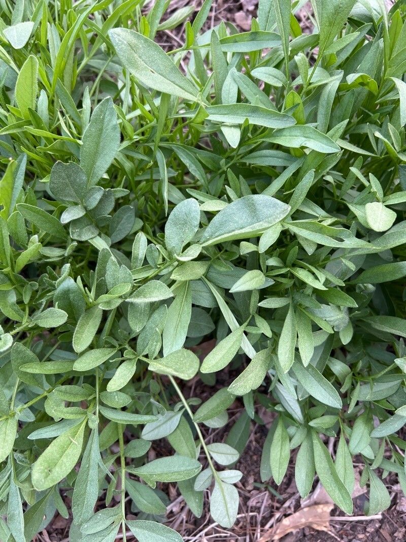 coreopsis grandiflora leaves