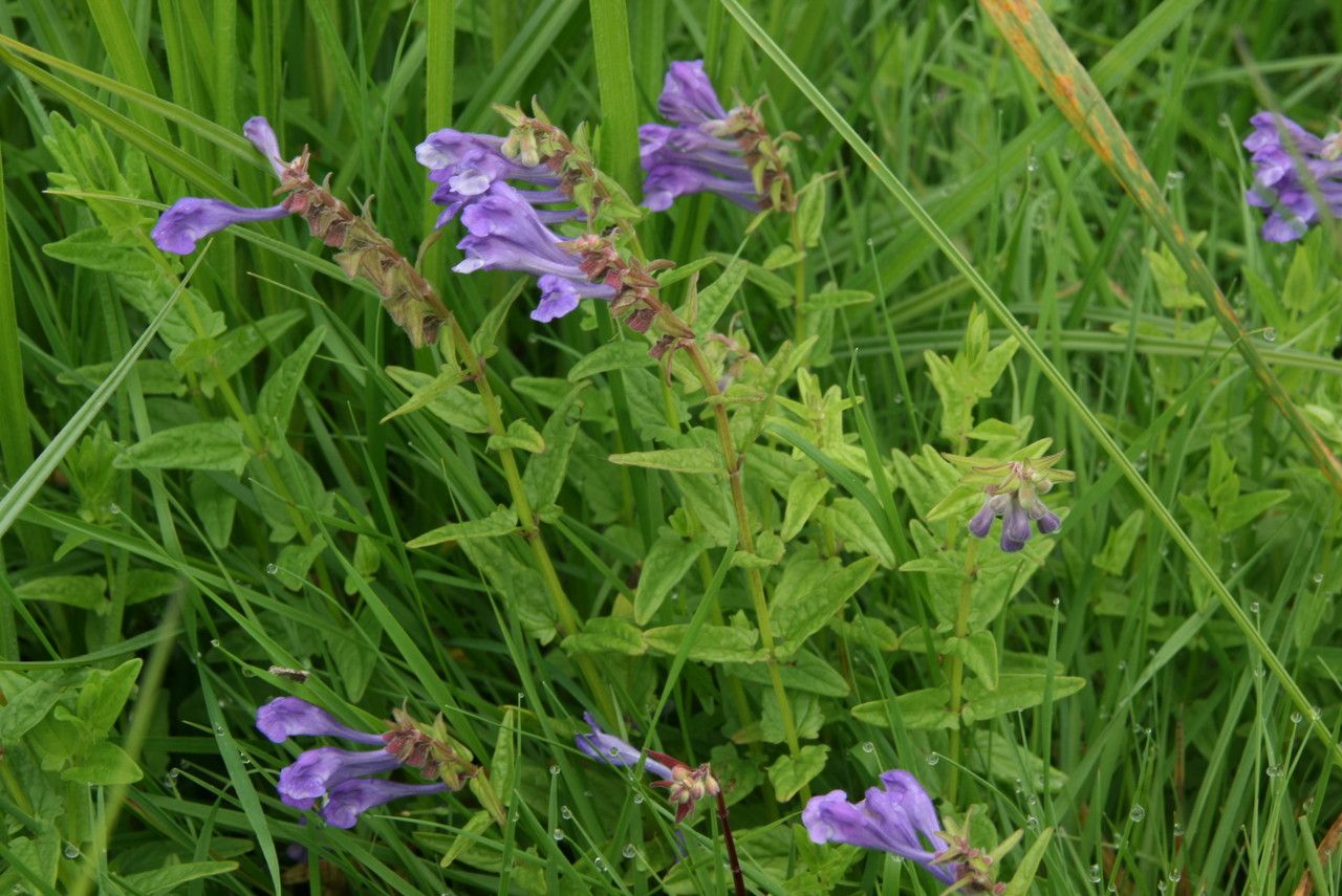 Taken Jul 5, 2013 by Tela Botanica − Stéphane BARBIER (cc-by-sa)