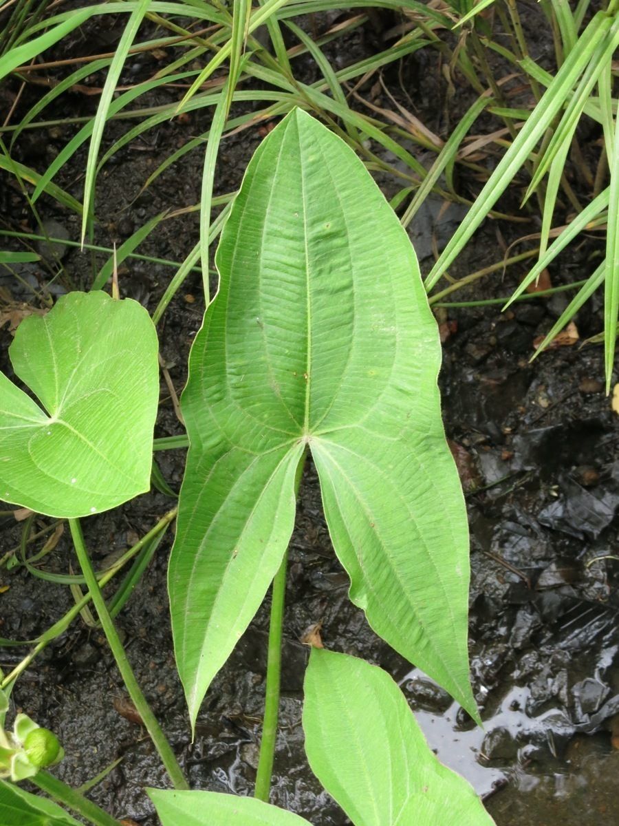 Plant Image 2