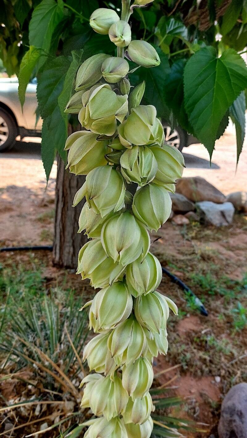 成長方法 Yucca glauca | EarthOne 成長方法 Yucca glauca | EarthOne