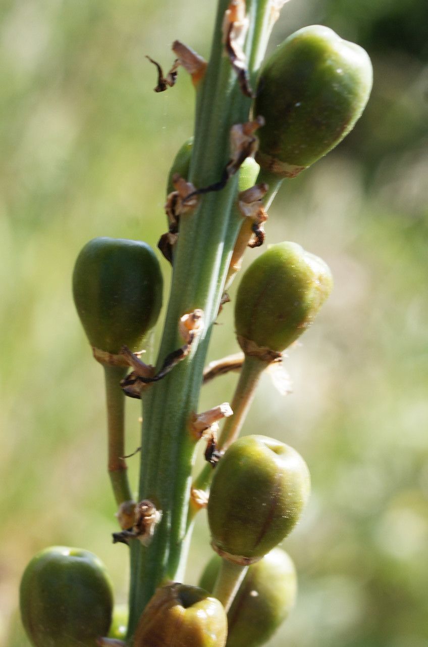 Taken May 1, 2014 by Tela Botanica − Liliane Roubaudi (cc-by-sa)