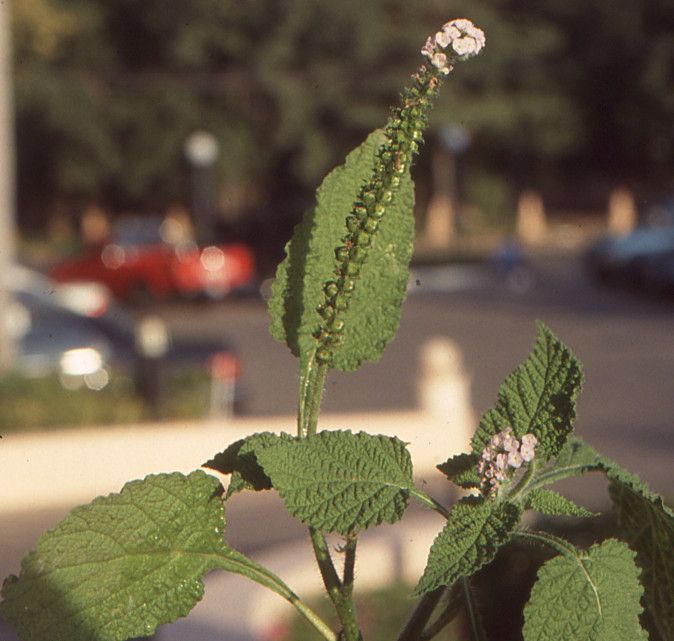 Taken Jan 26, 2006 by Tela Botanica − Liliane Roubaudi (cc-by-sa)