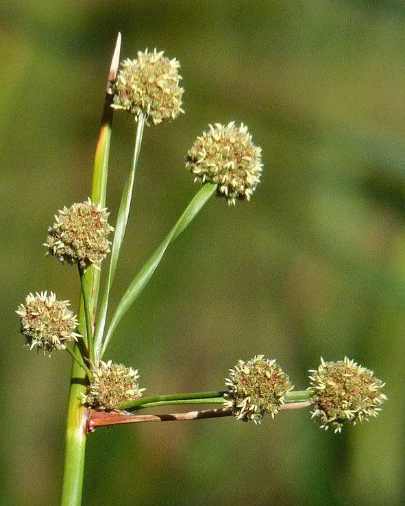 Taken Jun 19, 2011 by Tela Botanica − Bertrand BUI (cc-by-sa)