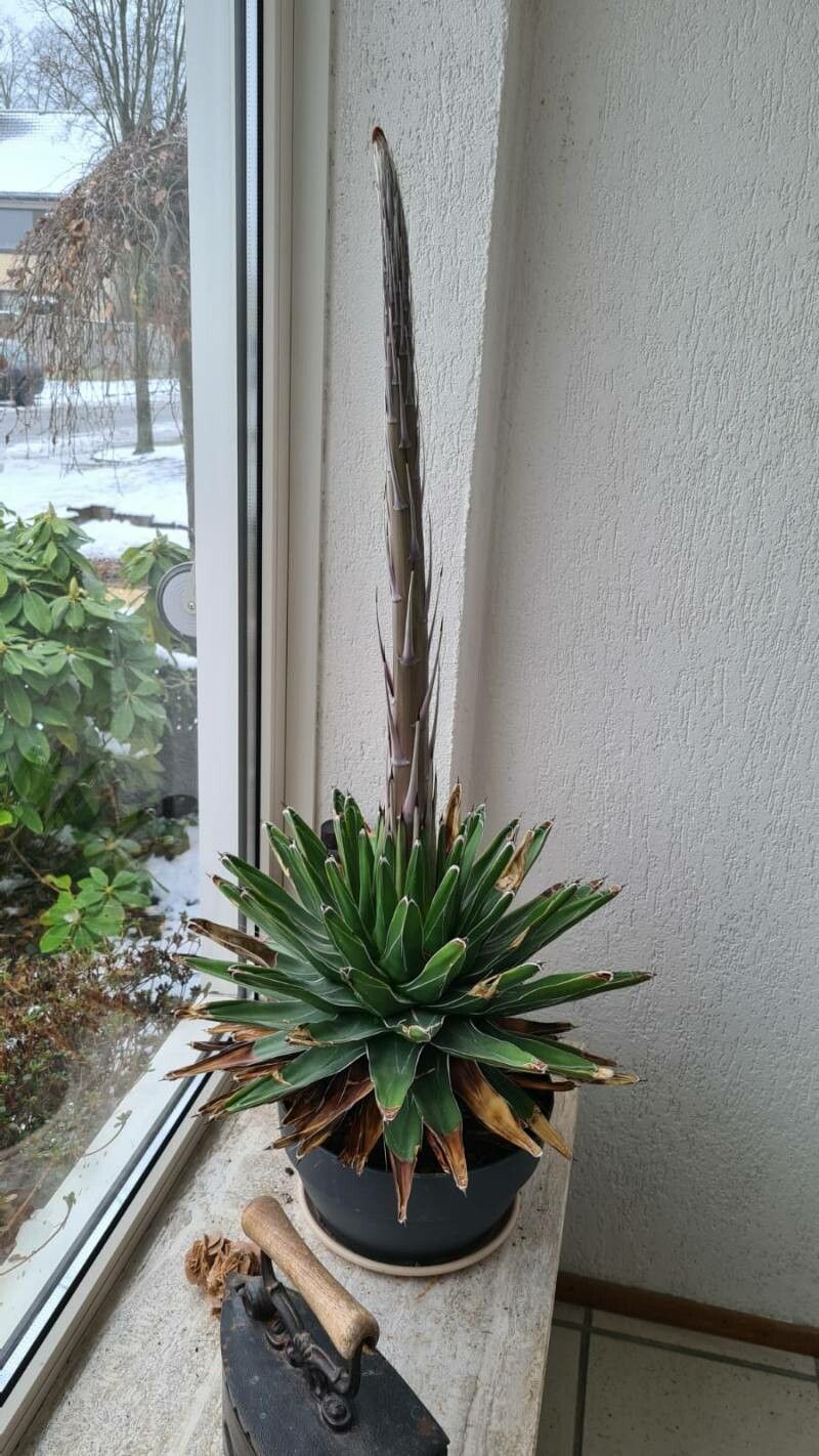 アガベ Agave victoriae-reginae 'Hyouzan' 231 Agave victoriae-reginae – Hidden Agave