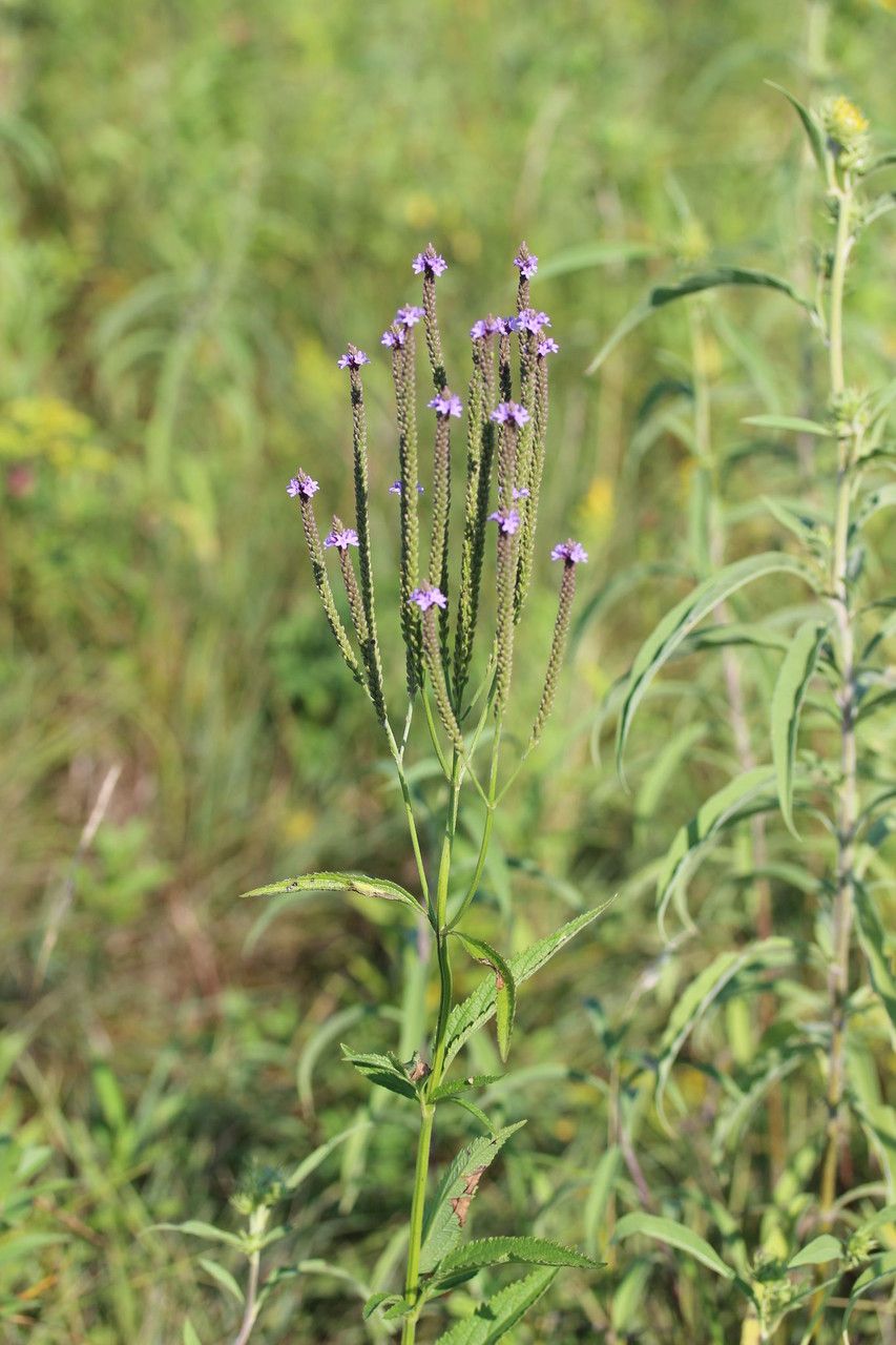 Plant Image 2