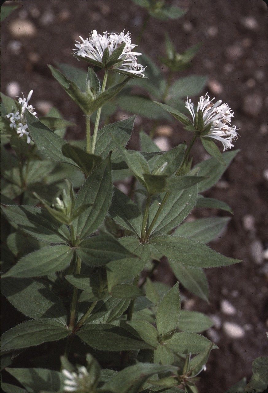 Taken Jun 8, 1995 by Tela Botanica − Liliane ROUBAUDI (cc-by-sa)